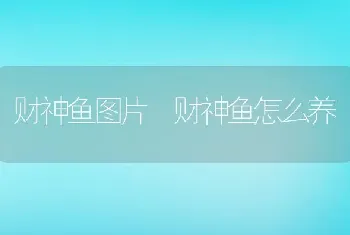 财神鱼图片 财神鱼怎么养