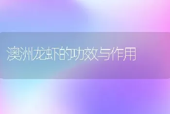 澳洲龙虾的功效与作用