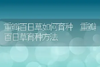 重瓣百日草如何育种 重瓣百日草育种方法