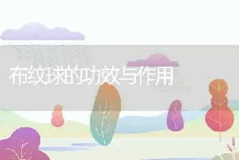 布纹球的功效与作用