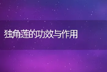 独角莲的功效与作用