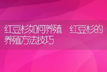 红豆杉如何养殖 红豆杉的养殖方法技巧