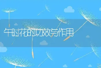 午时花的功效与作用