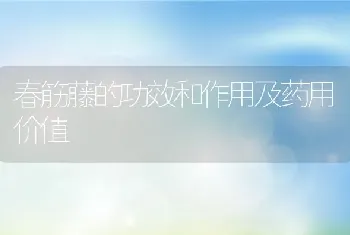 春筋藤的功效和作用及药用价值