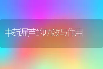 中药漏芦的功效与作用