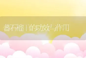 蕃石榴干的功效与作用