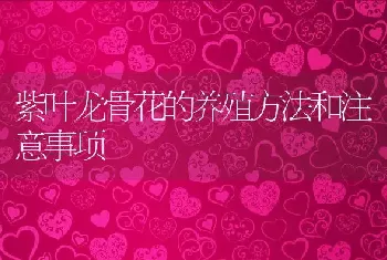 紫叶龙骨花的养殖方法和注意事项