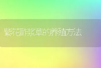 紫花酢浆草的养殖方法