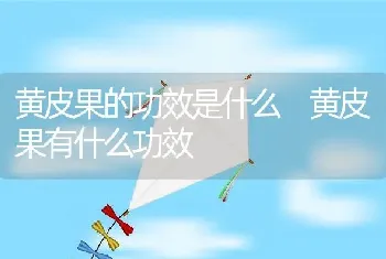 黄皮果的功效是什么 黄皮果有什么功效