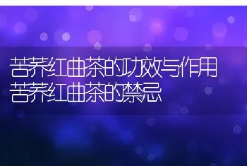 苦荞红曲茶的功效与作用 苦荞红曲茶的禁忌