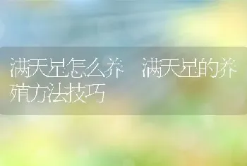 满天星怎么养 满天星的养殖方法技巧