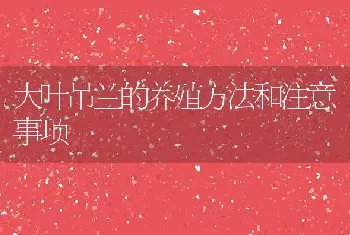 大叶吊兰的养殖方法和注意事项