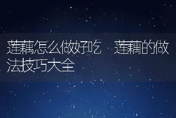 莲藕怎么做好吃 莲藕的做法技巧大全