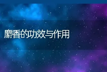 麝香的功效与作用