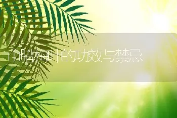 山腊梅叶的功效与禁忌