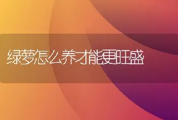 绿萝怎么养才能更旺盛