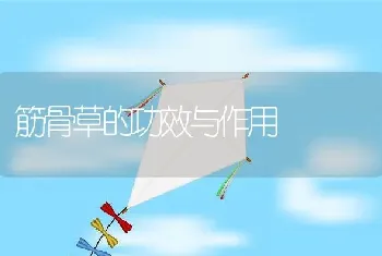 筋骨草的功效与作用