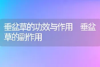 垂盆草的功效与作用 垂盆草的副作用