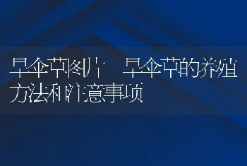 旱伞草图片 旱伞草的养殖方法和注意事项