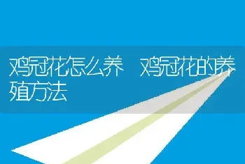 鸡冠花怎么养 鸡冠花的养殖方法