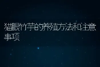 猫眼竹芋的养殖方法和注意事项