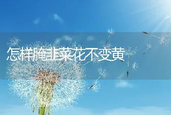 怎样腌韭菜花不变黄