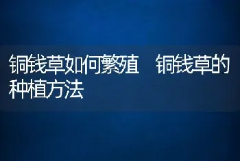 铜钱草如何繁殖 铜钱草的种植方法