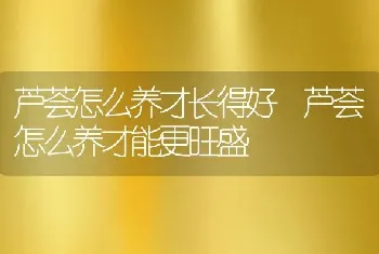 芦荟怎么养才长得好 芦荟怎么养才能更旺盛