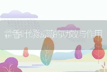 藿香叶绿绒蒿的功效与作用