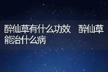 醉仙草有什么功效 醉仙草能治什么病