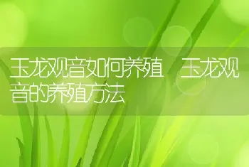 玉龙观音如何养殖 玉龙观音的养殖方法