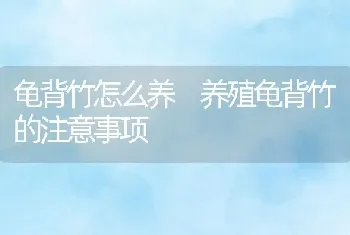 龟背竹怎么养 养殖龟背竹的注意事项