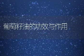 葡萄籽油的功效与作用