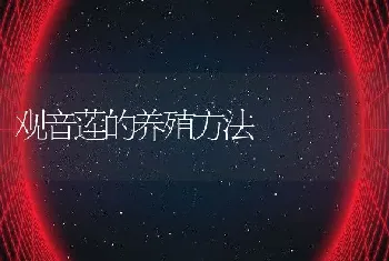 观音莲的养殖方法