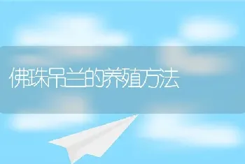 佛珠吊兰的养殖方法