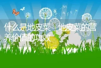 什么是地皮菜 地皮菜的营养价值的功效