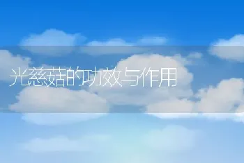 黄桃罐头