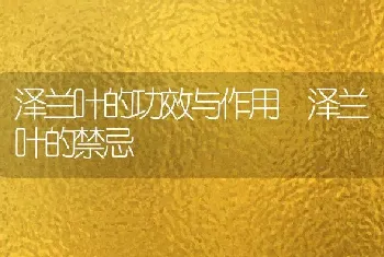 泽兰叶的功效与作用 泽兰叶的禁忌