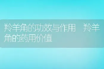 羚羊角的功效与作用 羚羊角的药用价值