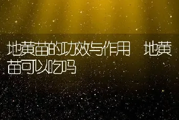 地黄苗的功效与作用 地黄苗可以吃吗