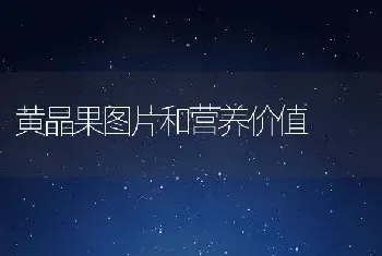 黄晶果图片和营养价值