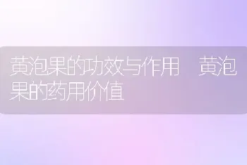 黄泡果的功效与作用 黄泡果的药用价值