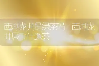 西湖龙井是绿茶吗 西湖龙井属于什么茶