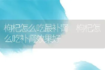 枸杞怎么吃最补肾 枸杞怎么吃补肾效果好