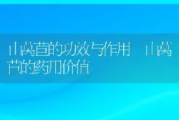 山莴苣的功效与作用 山莴苣的药用价值