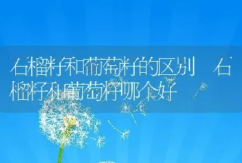 石榴籽和葡萄籽的区别 石榴籽和葡萄籽哪个好