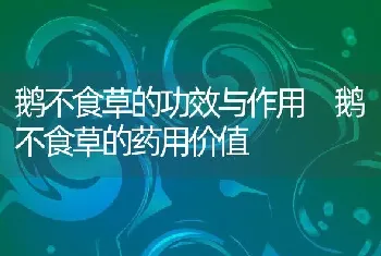 鹅不食草的功效与作用 鹅不食草的药用价值