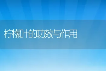 柠檬叶的功效与作用