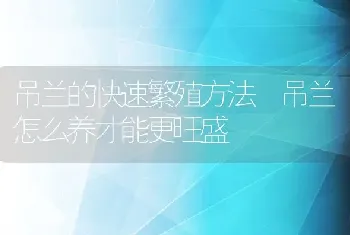 吊兰的快速繁殖方法 吊兰怎么养才能更旺盛