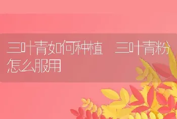 三叶青如何种植 三叶青粉怎么服用